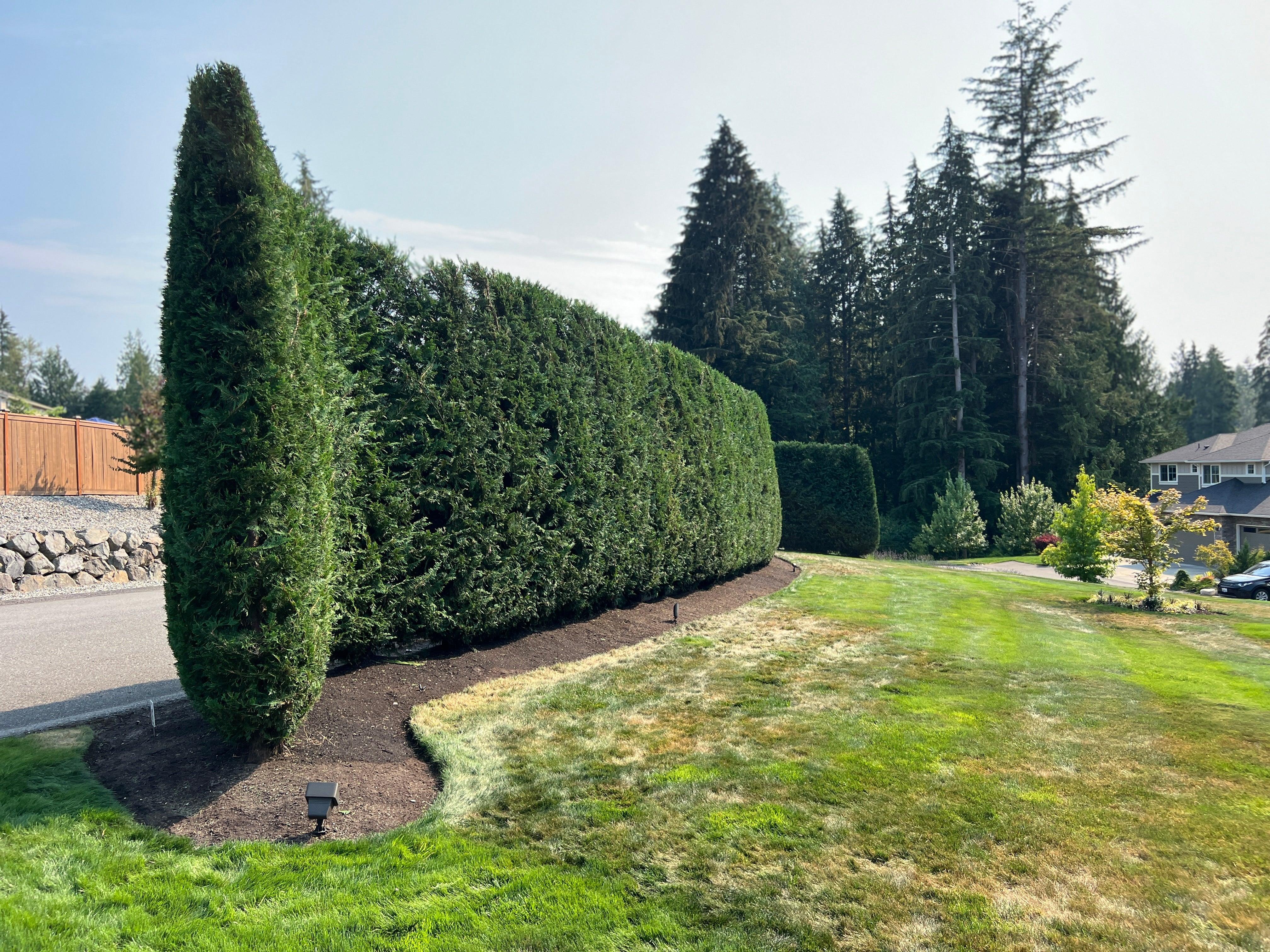 The Ultimate Guide to Choosing the Best Garden Pruners for Every Need